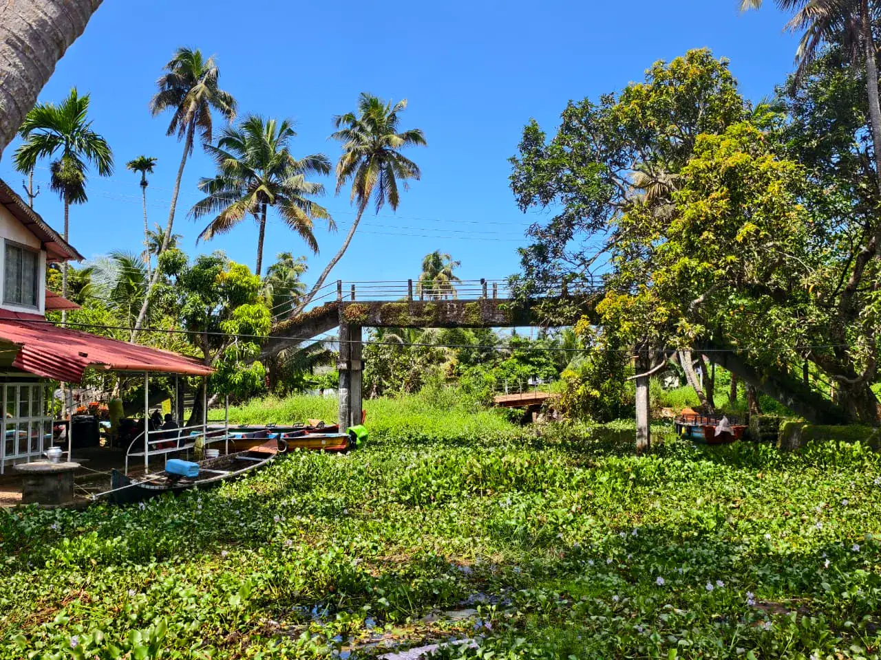 Tropical waterside garden in an Alleppey village