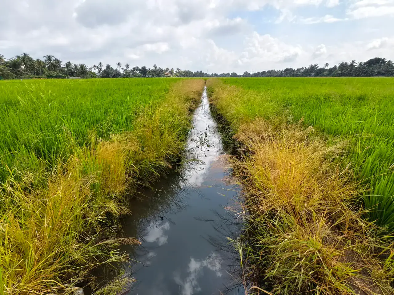A drainage canal running between green Kuttanad paddy fields