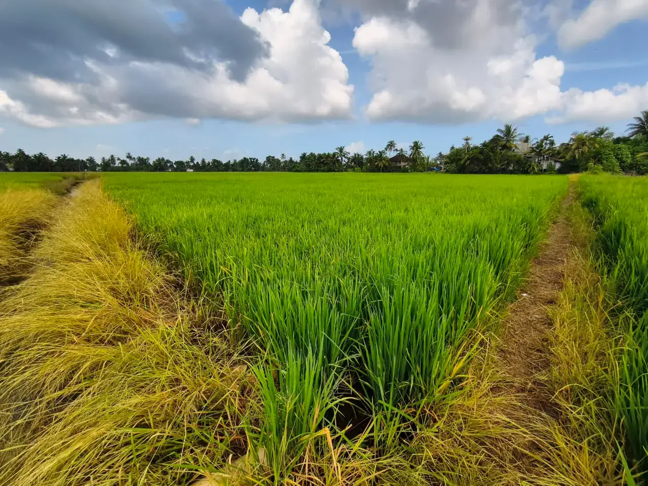 Green rice fields in Kuttanad near Alleppey