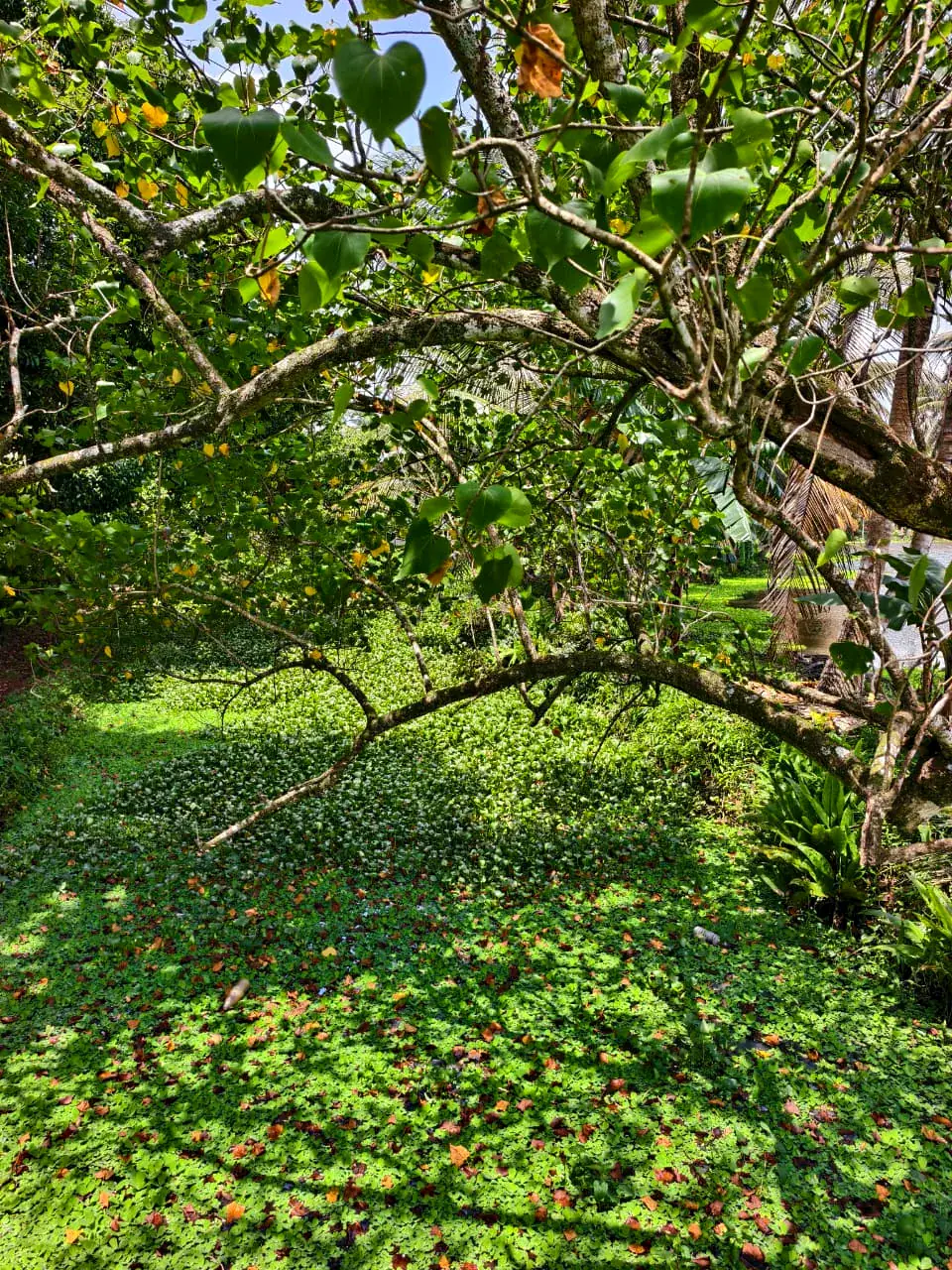 A leafy village footpath beside the Alleppey canals
